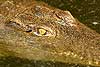 Juvenile crocodile partly submerged