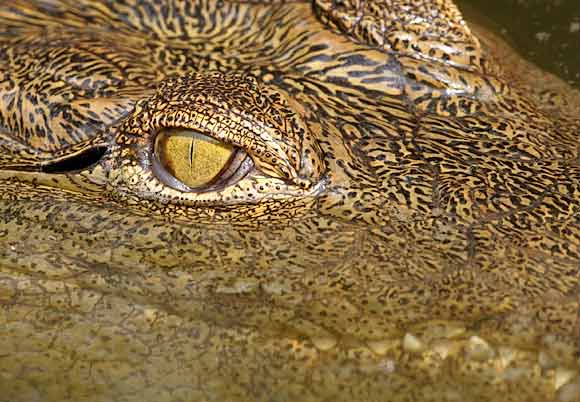 Young Nile crocodile, close-up