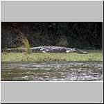 Crocodile on river banks