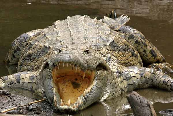 Nile crocodile (Crocodylus niloticus) lying with its jaws wide open