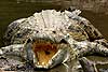 Crocodile with mouth open