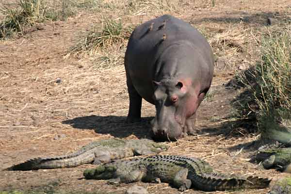 Nile crocodiles (Crocodylus niloticus) and hippotamus, Kruger National Park, South Africa