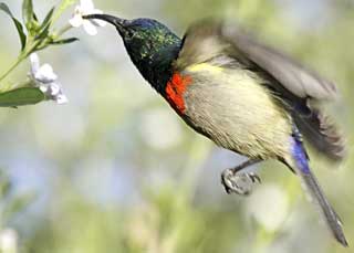double-collared sunbird in flight