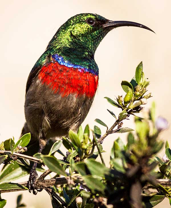 Southern Doublecollared Sunbird