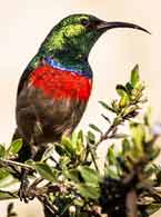 Double-collared sunbird