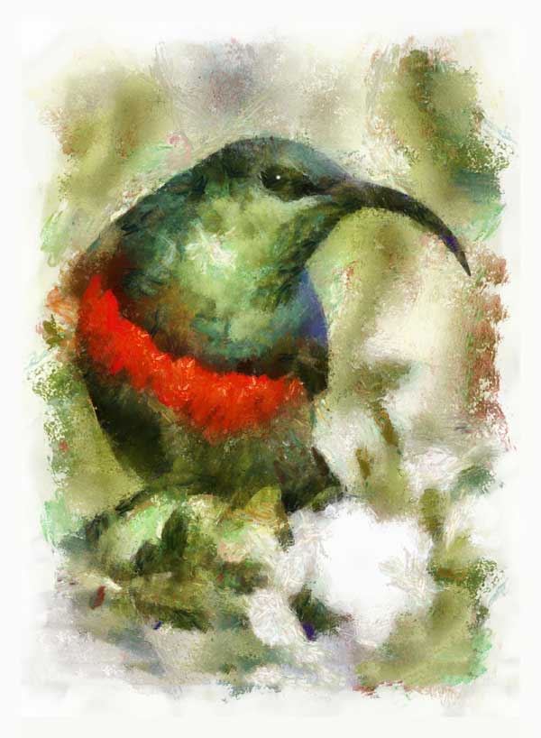 Southern double-collard sunbird, impressionist look