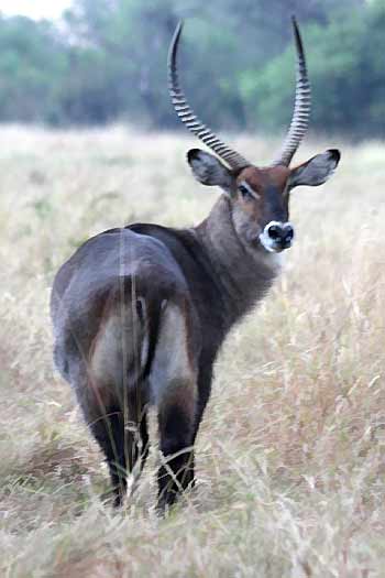 Defassa waterbuck, Serengeti National Park, Tanzania