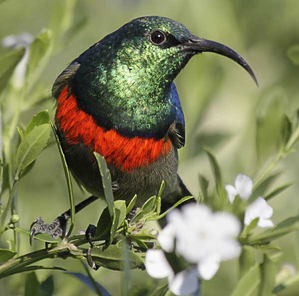 southern double-collared sunbird in freylinia tropica shrub