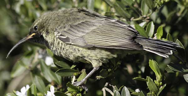 female southern double-collared sunbird