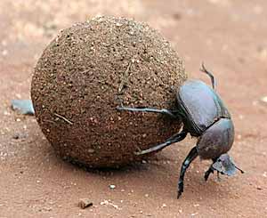 Dung beetle rolling dung ball