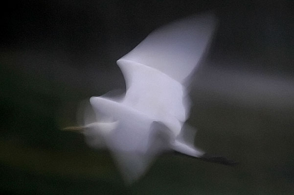 Cattle egret in flight, motion blur