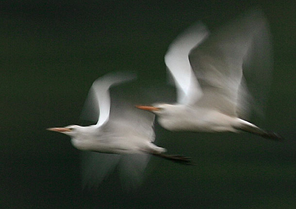 Egret pair flying, motion blur