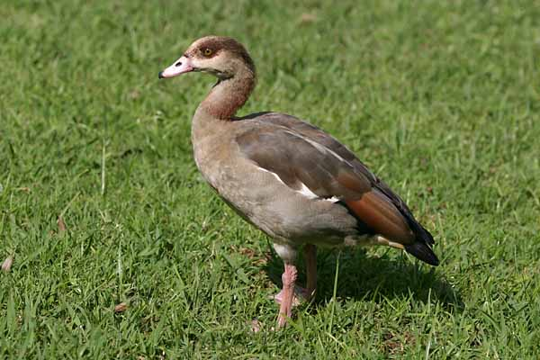 Egyptian Goose