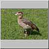 egyptian-goose