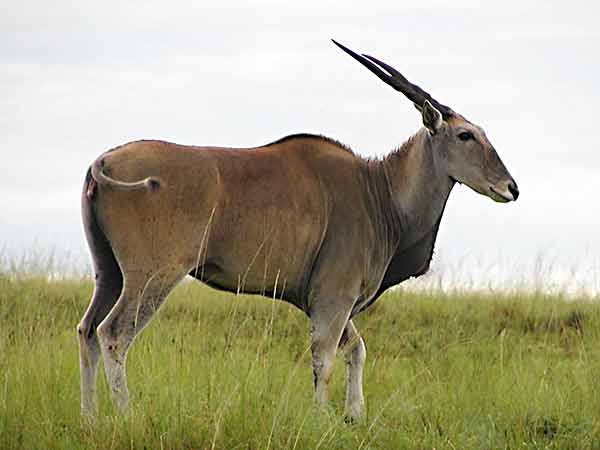Eland, side-view