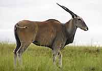 Eland, Tala Private Game Reserve, South Africa