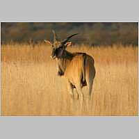 Eland photo