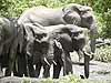 Elephant group drinking from waterhole, Botswana