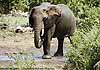 Pic of Elephant spraying water, Botswana