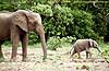 Pic of Elephant spraying water, Botswana