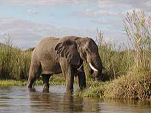 Elephant on banks of Zambezi River