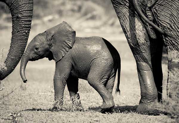 Elephant baby under protection of adult elephants