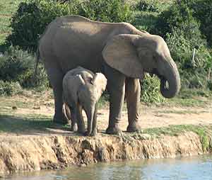 Elephant and calf drinking