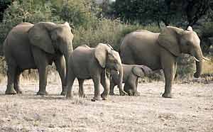 Elephant mothers and young