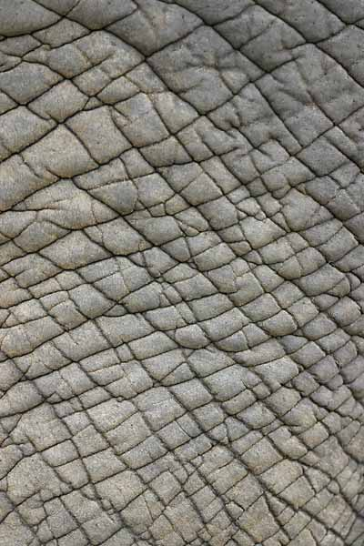 Elephant hide close-up