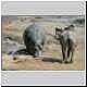 cheeky elephant confronts hippo