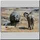 Hippo glares at young elephant