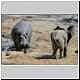 Young elephant retreats from hippo
