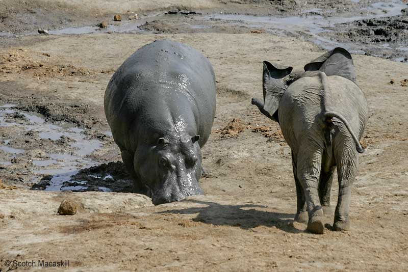 Young elephant challenges adult hippo