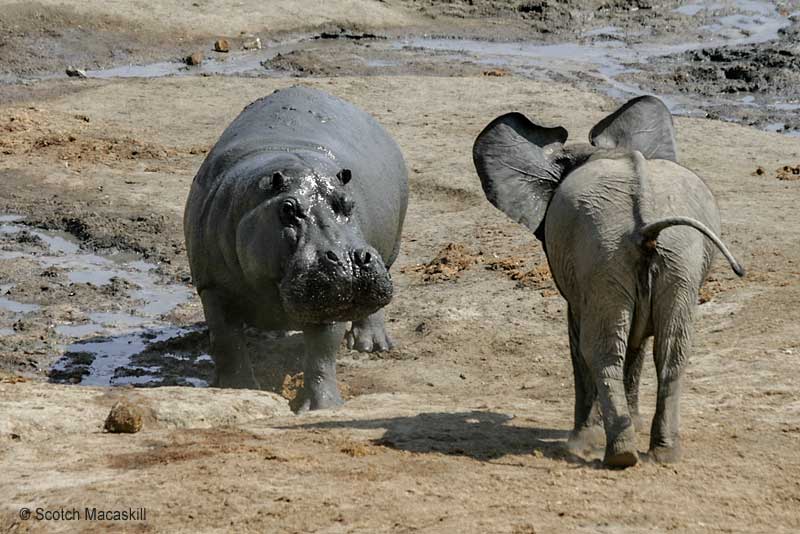 Hippo glares at young elephant