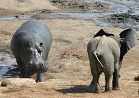 Elephant and hippo