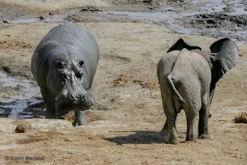 Young elephant retreats sheepishly