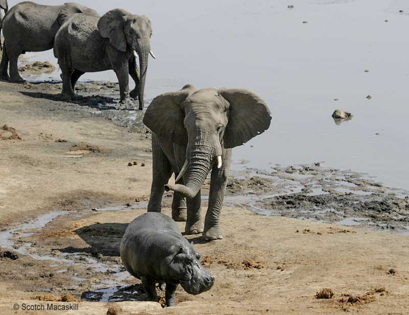 Hippo moves to its left as elephant approaches