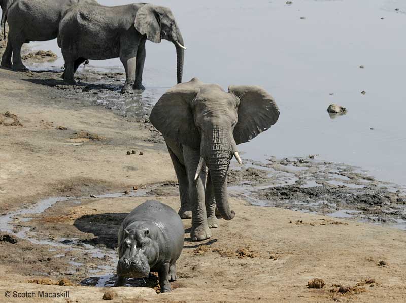 Hippo evading elephant