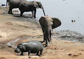 elephant and hippo