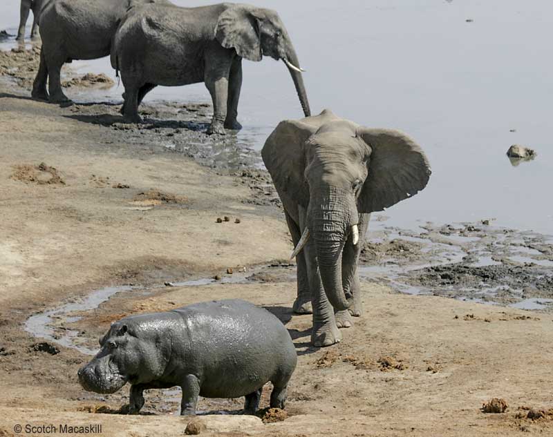 Hippo moves to its right to evade elephant