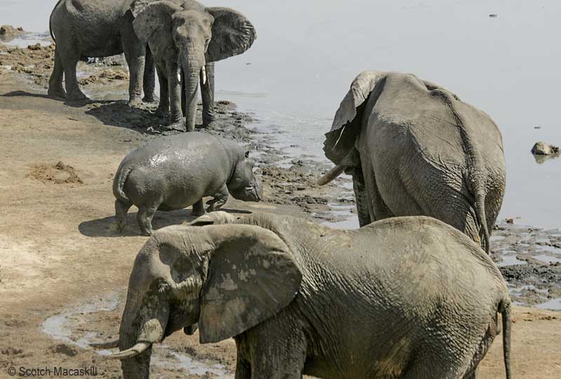 Hippo makes for gap between elephants