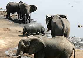 elephant-hippo confrontation