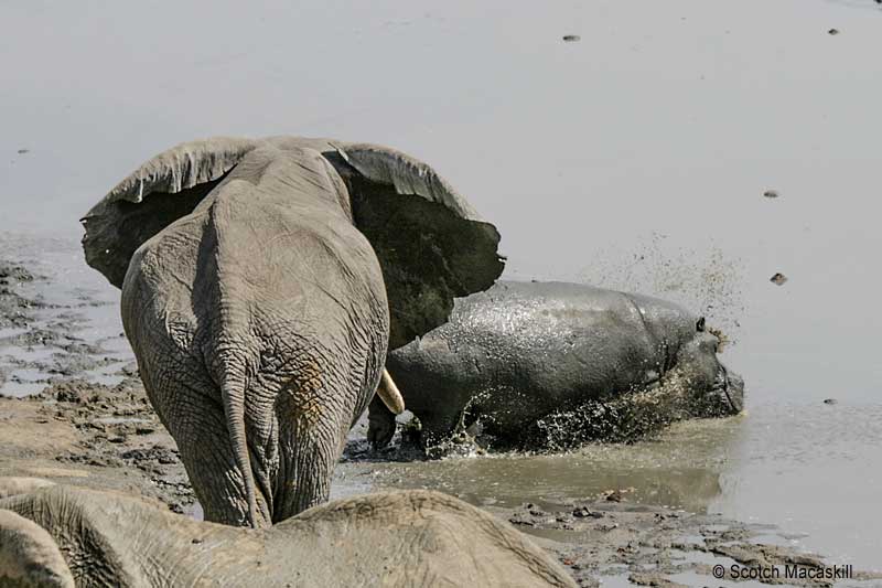 Hippo plunges into water