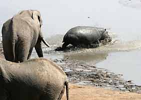 Hippo wades into dam