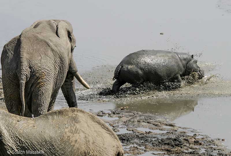 Hippo makes a splash as it plunges into water