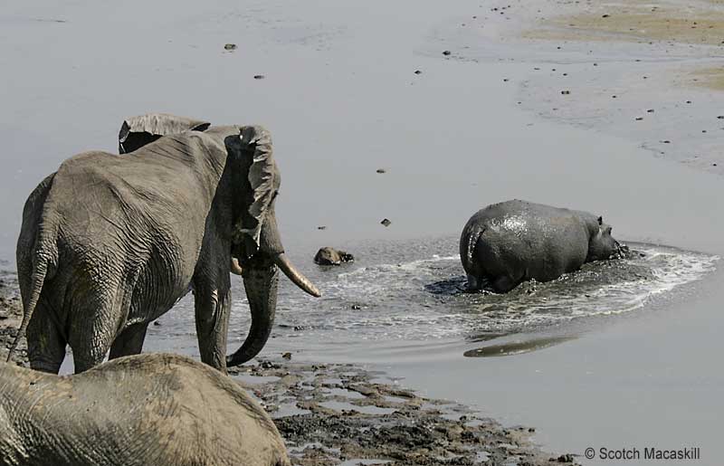 Hippo heads off, away from elephants