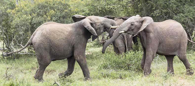 Elephant pair testing each other's strength, Kruger National Park, South Africa