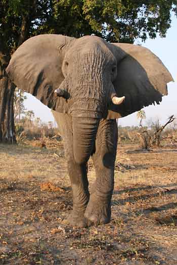 Elephant looming large, Okavango Delta, Botswana