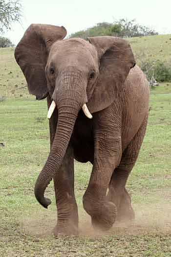 Elephant mock charging, Mashatu Game Reserve, Botswana
