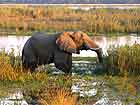 Elephant in Zambezi River